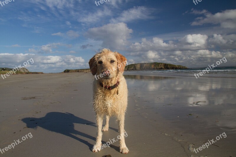 Beach Dog Ocean Labradoodle Free Photos