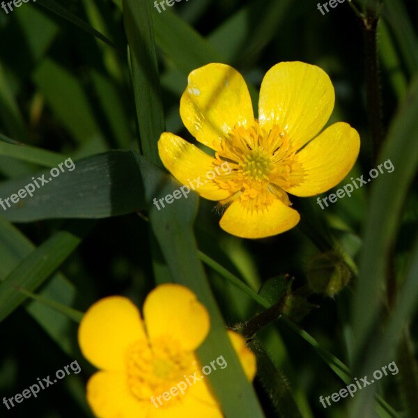 Buttercup Ranunculus Flower Yellow Free Photos