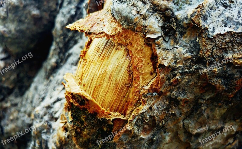 Bark Wood Texture Cut Wound