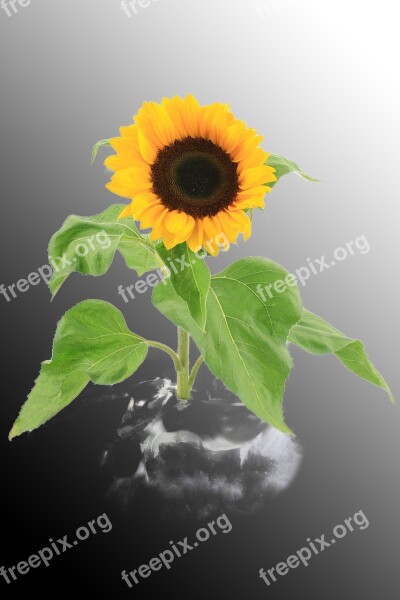 Sunflower Autumn Still Life Yellow Flower