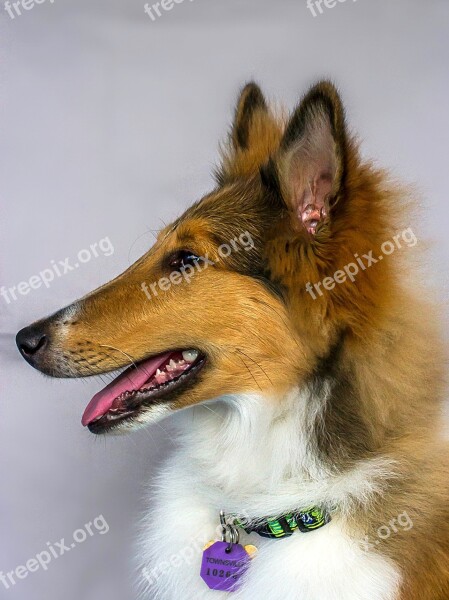 Collie Dog Pet Animal Prize Winner