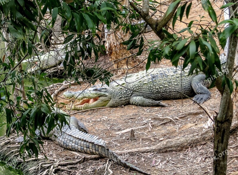 Crocodiles Queensland Australia Animals Reptiles