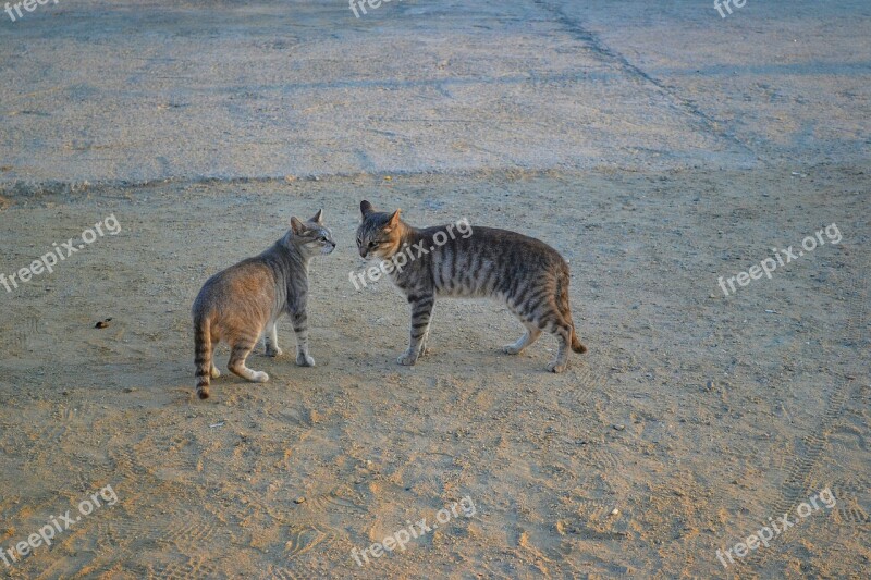 Two Cats Cats Feral Cats Animals Free Photos