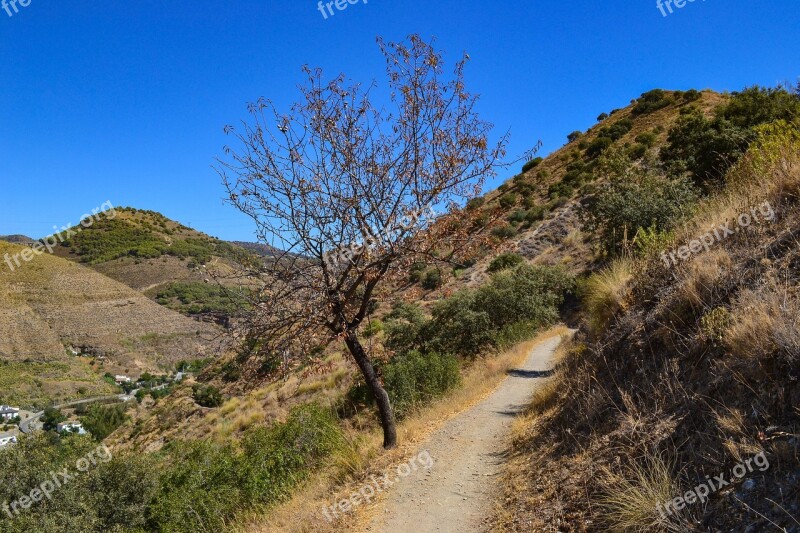 Tree Path Mountains Sierra Nevada Spain