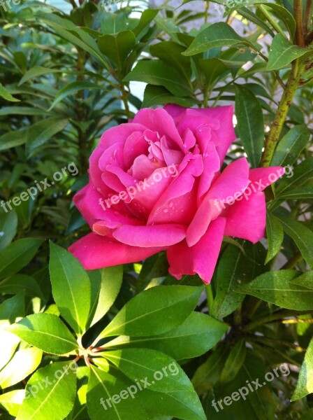 Magenta Rose Flower Free Photos