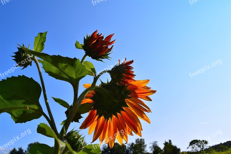 Sunflower Orange Nature Summer Garden Flower