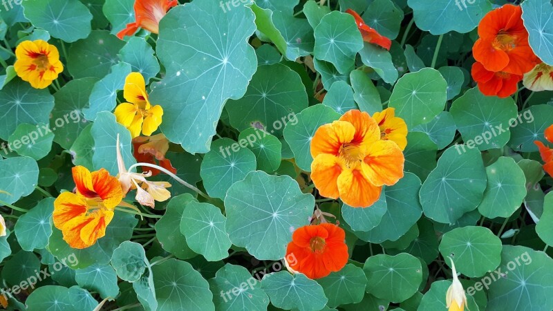 Nastartium Flower Green Background Spring