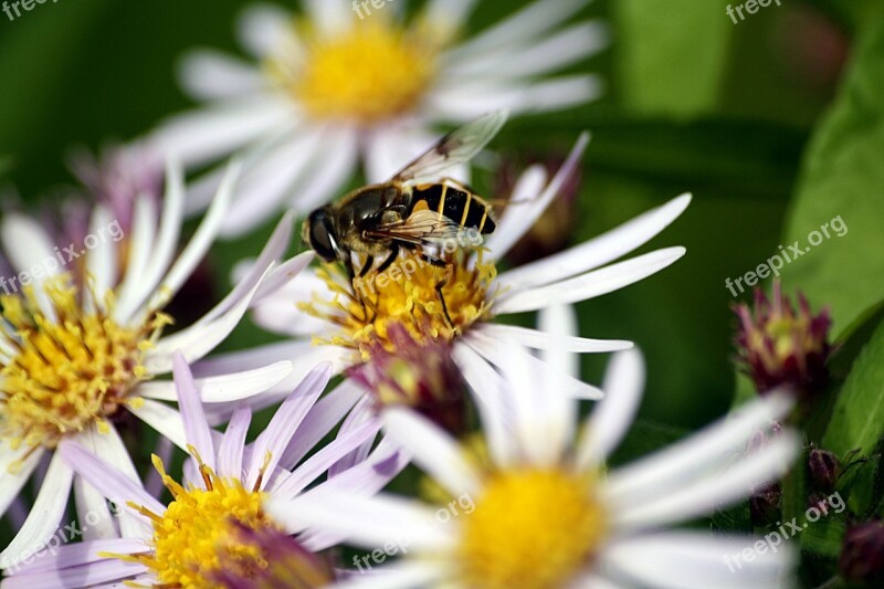 Bee Walk In The Park Pollination Hamburgensien Close Up