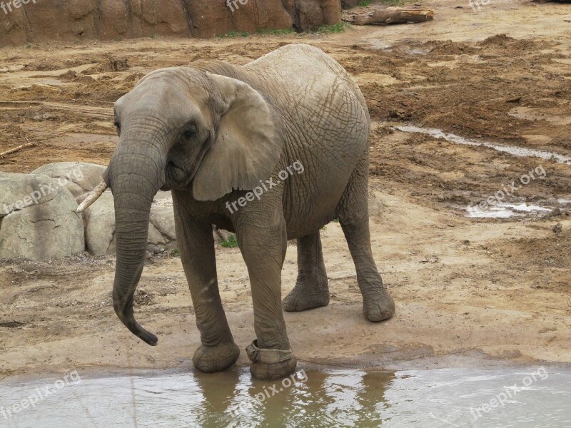 Elephant San Diego Zoo Free Photos