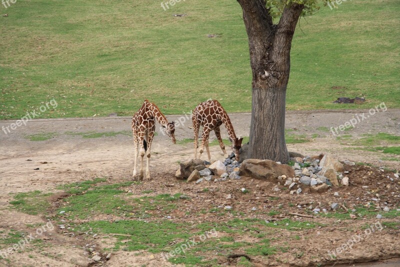 San Diego Wildlife Giraffe Free Photos