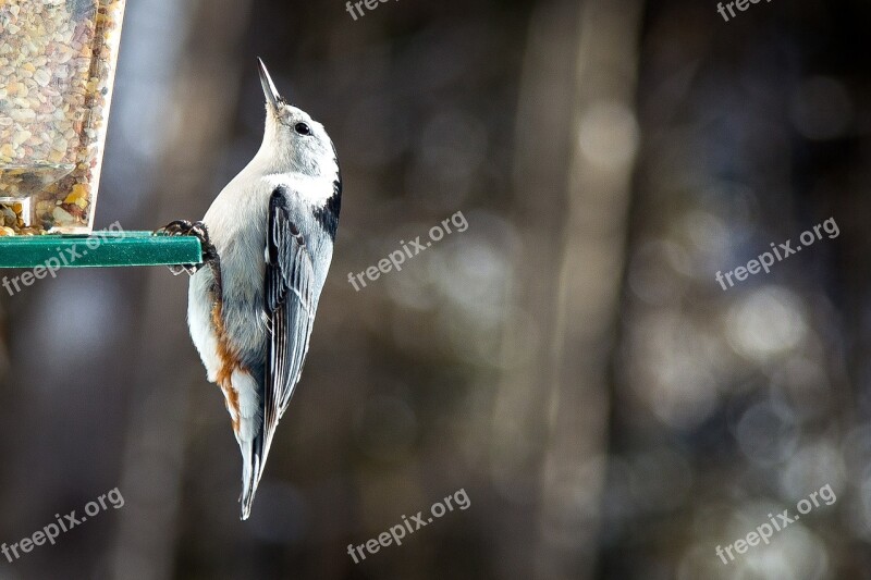 Bird Birdhouse Manger Nuthatch White-breasted Québec