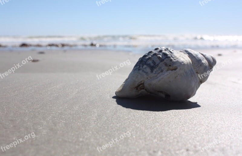 Shell Beach Sun Summer Sea