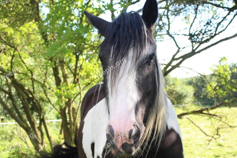 Horse Tinker Pinto Free Photos