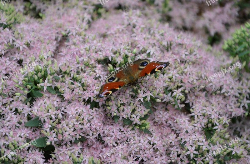 Butterfly Insect Pink Flowers Forage Nature