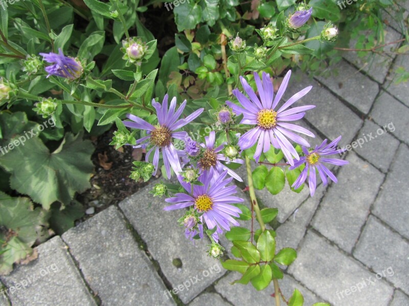 Purple Flower Nature Flower Plant Purple Nature