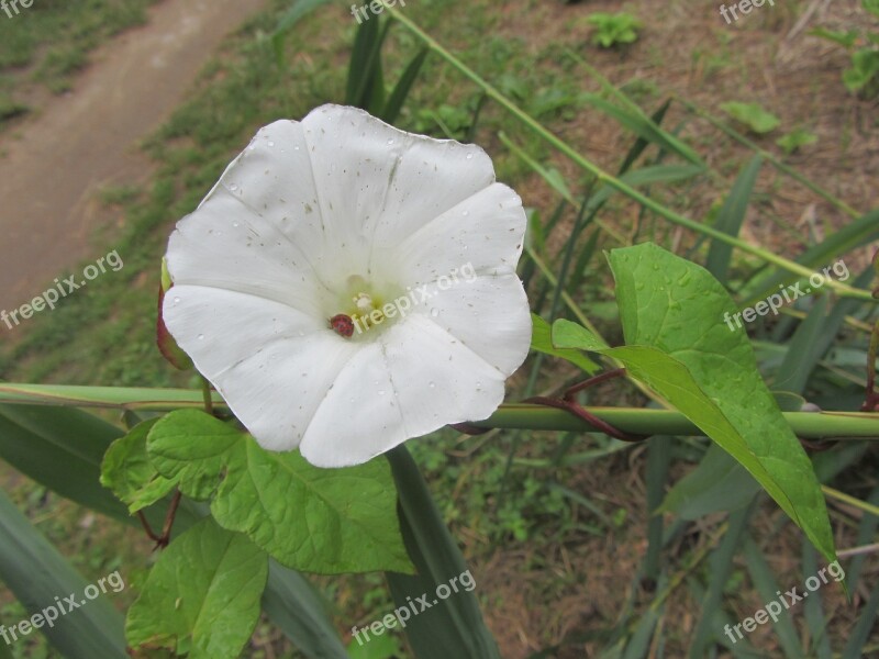 Flower Spring Miracle Spring Flower Plant