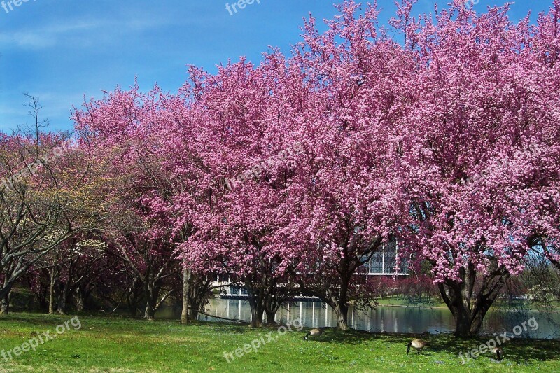 Cherry Blossoms Lake Landscape Cherry Nature