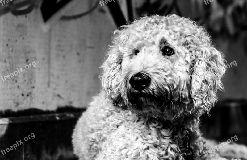 Goldendoodle Dog Black And White Hybrid Animal Portrait