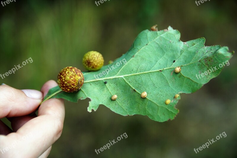 Duběnka Sheet Oak Leaf Disease Tree