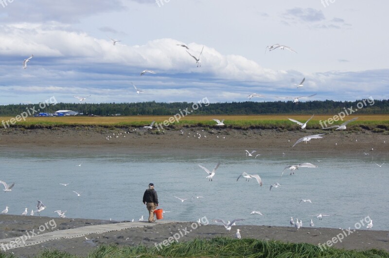 Fishing Alaska Sea Gulls River Wildlife