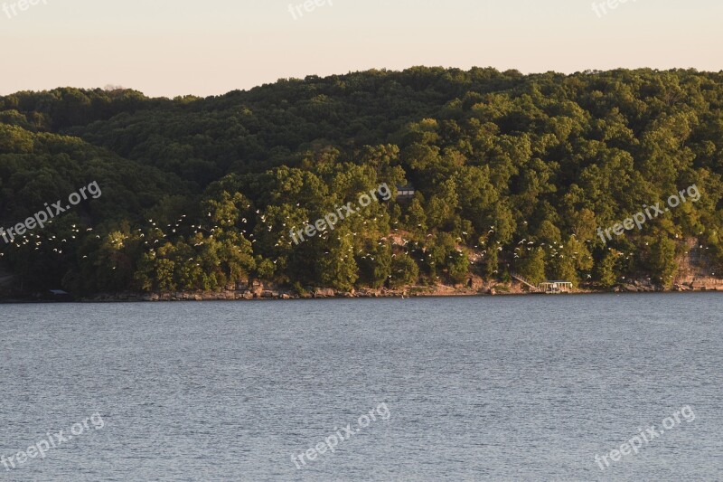 Lake Shore Trees White Birds