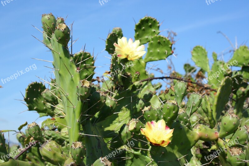 Corsican Flower Wild Free Photos