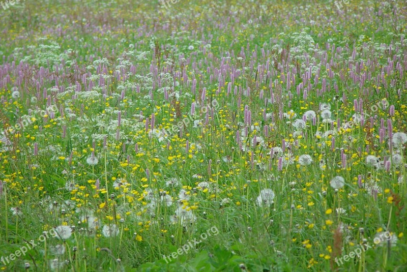 Mountain Meadow Wild Flowers Flower Meadow Grass Plant