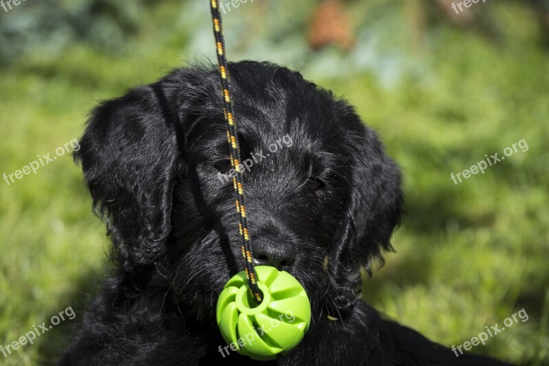 Labradoodle Labrador King Poodle Dog Puppy