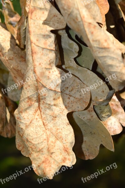 Oak Leaf Withered Dry Autumn