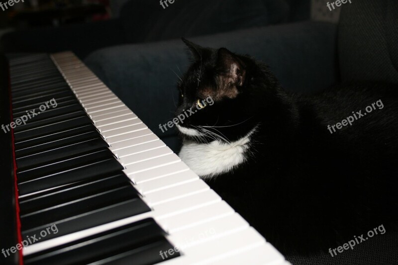 Paisley Cat Cat Sitting At Piano Piano Free Photos