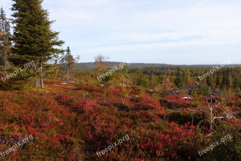 Autumn Lapland Nipple Forest Finland