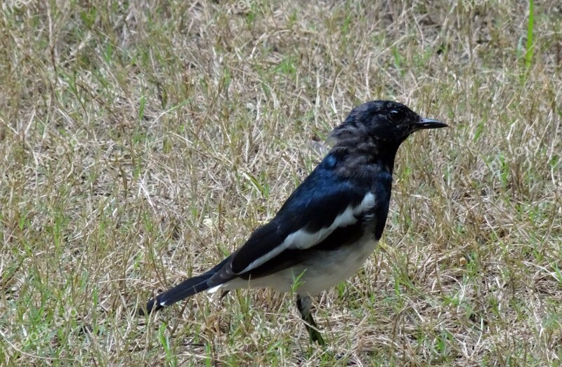 Magpie Robin Copsychus Saularis Singing Bird Oriental Magpie-robin