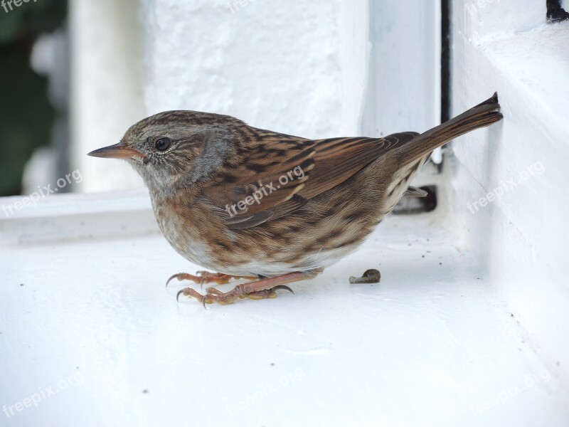 Sparrow Sperling Bird Free Photos