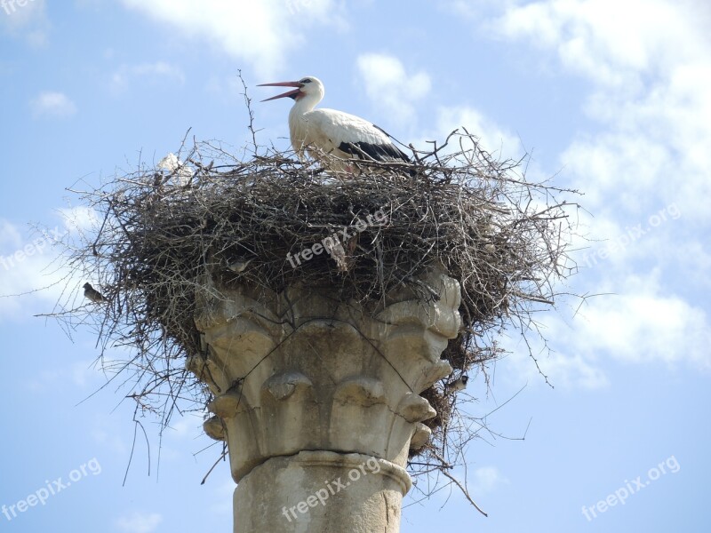 Storchennest Stork Morocco Free Photos