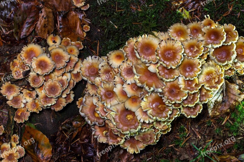 Mushroom Floor Sponge Stockschwaemme Forest Mushroom Picking