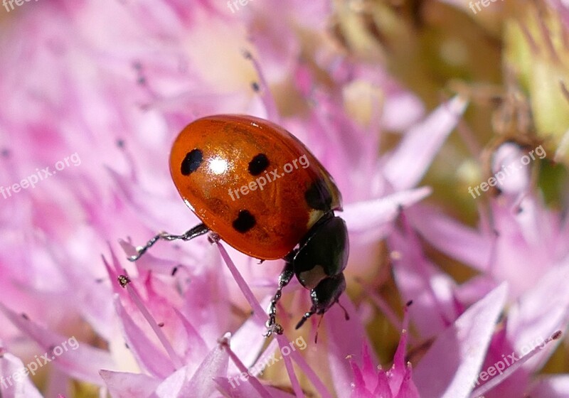 Ladybug Points Lucky Charm Small Free Photos