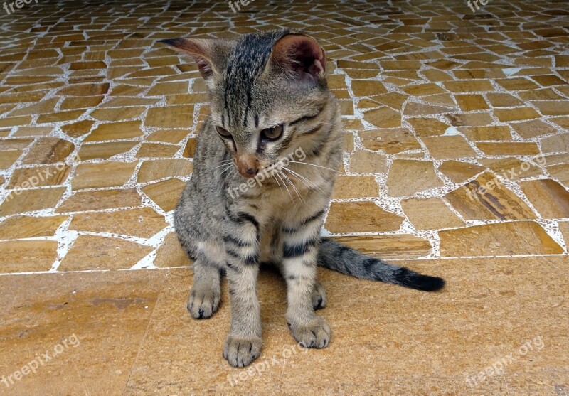 Bengal Cat Kitten Domestic Cat Breed Bengal