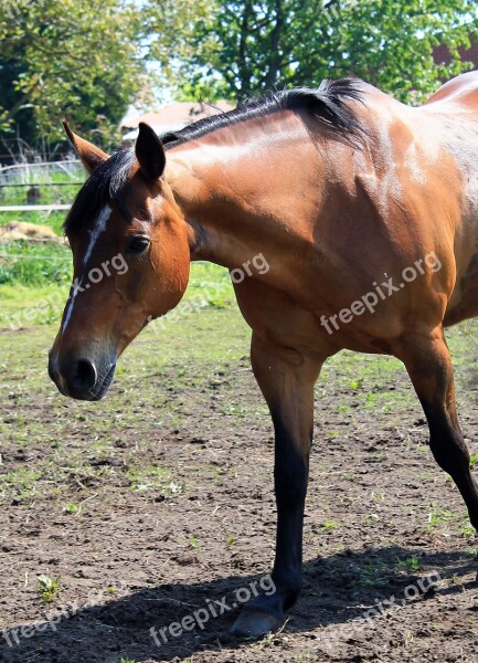 Horse Quarter-horse Pferdeportrait Western Brown