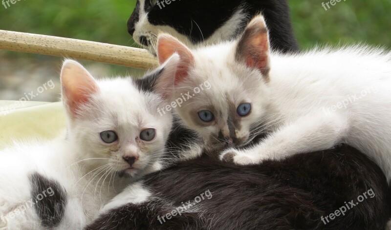 Fauna Animals Cats Domestic Armenia