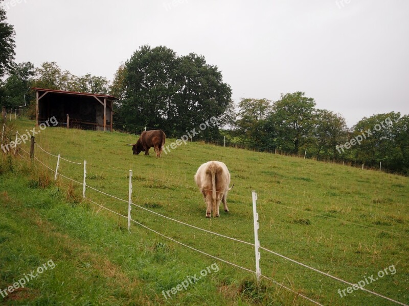 Beef Highland Beef Livestock Cow Shaggy