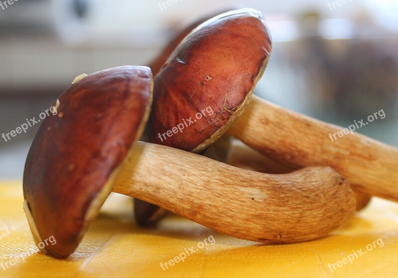 Chestnut Boletus Mushrooms Edible Mushrooms Nature Tasty