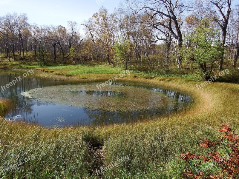 Forest Lake Weed Forest Nature Water