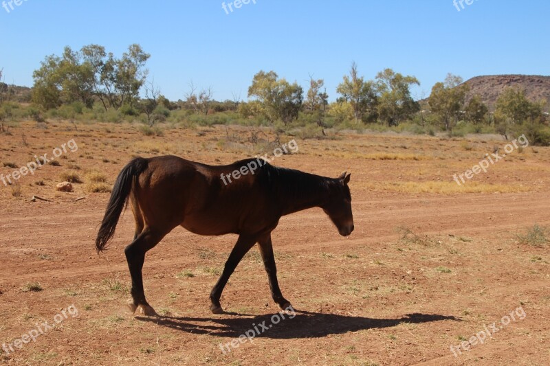 Horse Equine Australian Brumby Outback Free Photos