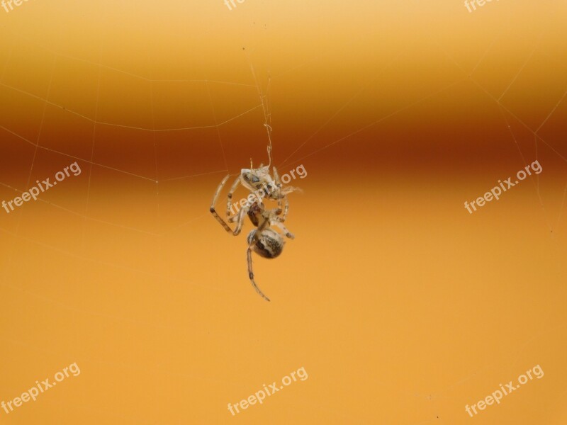 Spider Web Fly Eat Insect