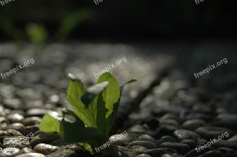 Resistance Live New Plant Bokeh Free Photos