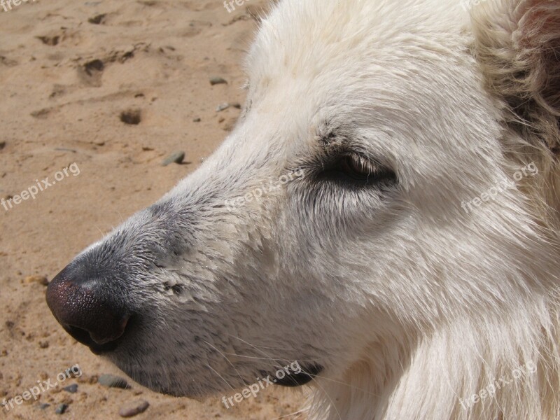 Swiss White Shepherd White Dog Dog Beach Animals