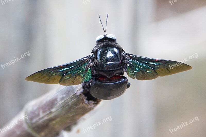 Bumble Bee Purple Sting Free Photos