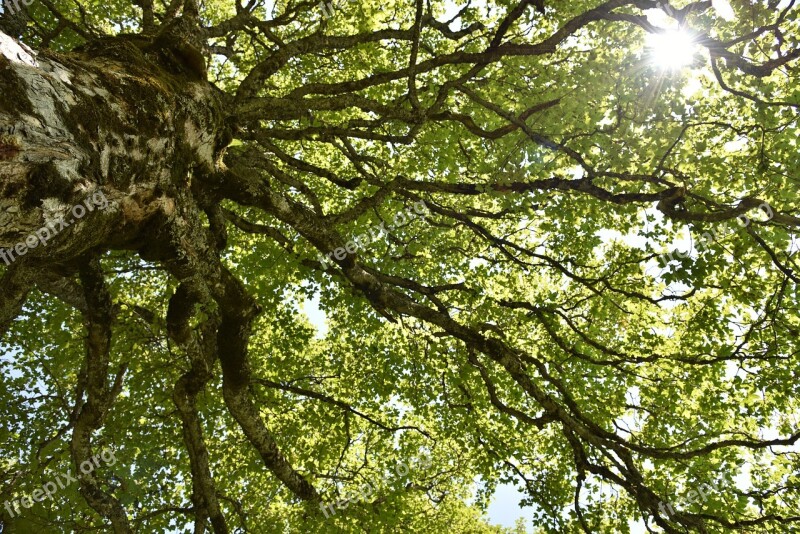 Acer Pseudoplatanus Mountain Maple Maple Tree Deciduous Tree