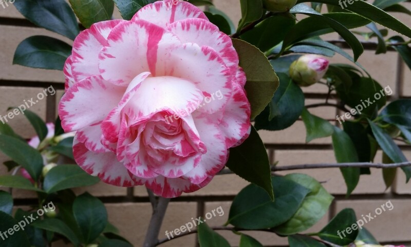 Camellia Flower Striped Petal Free Photos