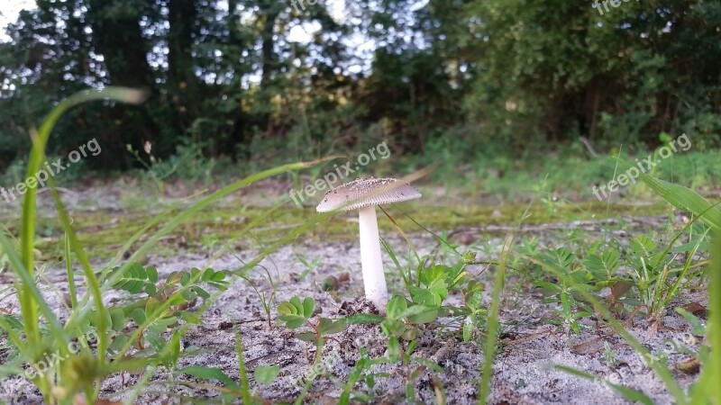 Mushroom Woods Fungus Natural Nature